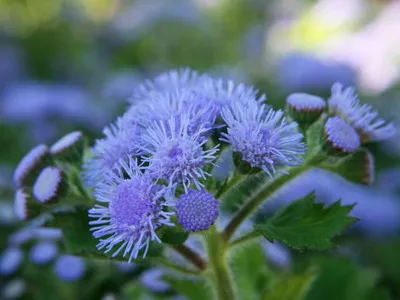 specii de flori Ageratum și soiuri de flori - Enciclopedia