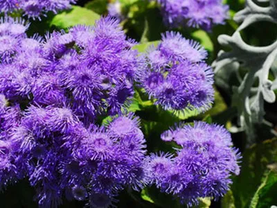 specii de flori Ageratum și soiuri de flori - Enciclopedia