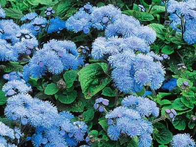 specii de flori Ageratum și soiuri de flori - Enciclopedia