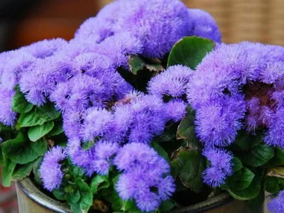 Ageratum цветни видове и сортове - Цветя Енциклопедия