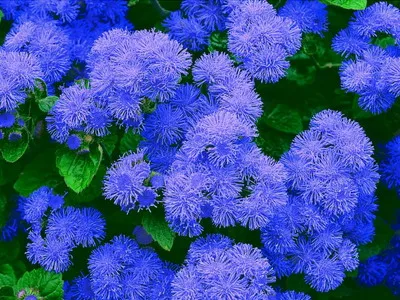 specii de flori Ageratum și soiuri de flori - Enciclopedia