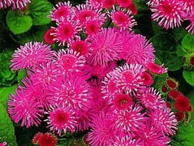 specii de flori Ageratum și soiuri de flori - Enciclopedia