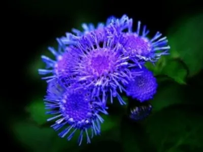 Ageratum цветни видове и сортове - Цветя Енциклопедия