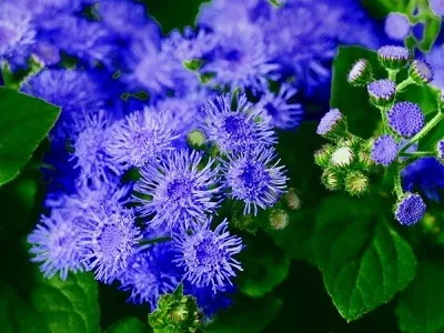 specii de flori Ageratum și soiuri de flori - Enciclopedia