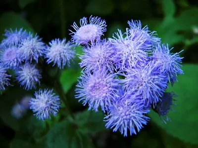 specii de flori Ageratum și soiuri de flori - Enciclopedia