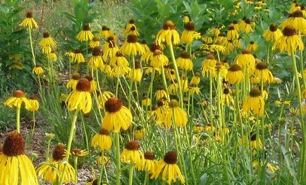 floare de Echinacea în creștere din semințe, atunci când pentru a planta, plantare și îngrijire