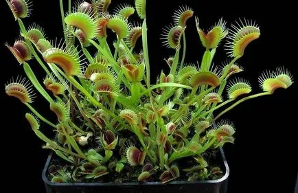 floare flytrap - prădător verde acasă