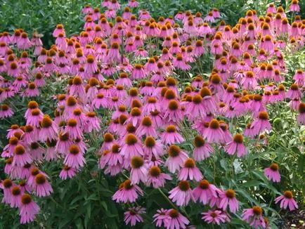 floare de Echinacea în creștere din semințe, atunci când pentru a planta, plantare și îngrijire