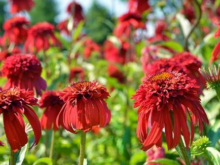 floare de Echinacea în creștere din semințe, atunci când pentru a planta, plantare și îngrijire