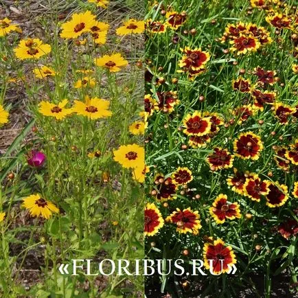 flori Coreopsis imagini lungi, de plantare și îngrijire pentru el în câmp deschis, în creștere din semințe