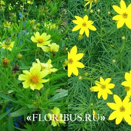 flori Coreopsis imagini lungi, de plantare și îngrijire pentru el în câmp deschis, în creștere din semințe