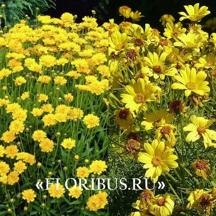 flori Coreopsis imagini lungi, de plantare și îngrijire pentru el în câmp deschis, în creștere din semințe