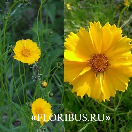 flori Coreopsis imagini lungi, de plantare și îngrijire pentru el în câmp deschis, în creștere din semințe