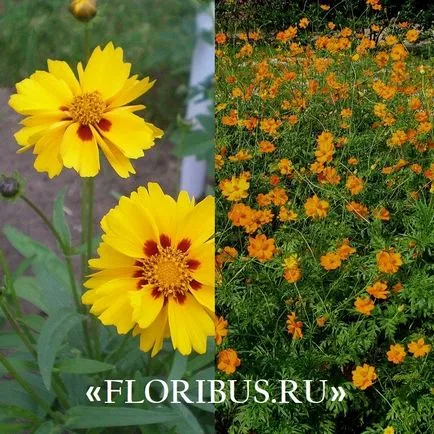 flori Coreopsis imagini lungi, de plantare și îngrijire pentru el în câmp deschis, în creștere din semințe