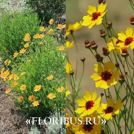 flori Coreopsis imagini lungi, de plantare și îngrijire pentru el în câmp deschis, în creștere din semințe