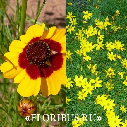 Жълтичка цвете дълги снимки, засяване и грижи за него в открито поле, израснали от семена