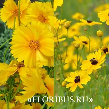 flori Coreopsis imagini lungi, de plantare și îngrijire pentru el în câmp deschis, în creștere din semințe