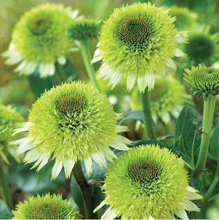 floare de Echinacea în creștere din semințe, atunci când pentru a planta, plantare și îngrijire