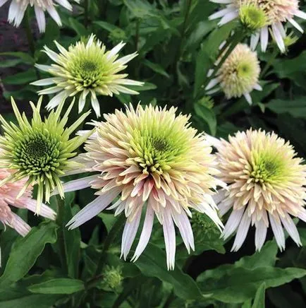 floare de Echinacea în creștere din semințe, atunci când pentru a planta, plantare și îngrijire