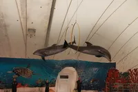 A dolphinarium Anapa - menetrend és az árak dolphinarium Anapa Pioneer Avenue