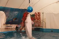 A dolphinarium Anapa - menetrend és az árak dolphinarium Anapa Pioneer Avenue