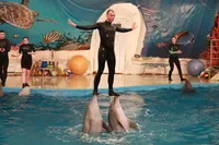 A dolphinarium Anapa - menetrend és az árak dolphinarium Anapa Pioneer Avenue