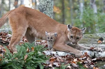 Vadmacska puma