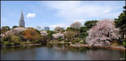 Sufletul Japoniei - Sakura