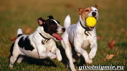 câine Dzhek Rassel Terrier