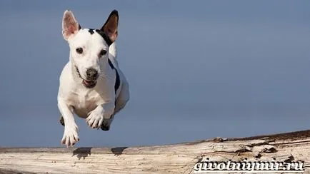 câine Dzhek Rassel Terrier