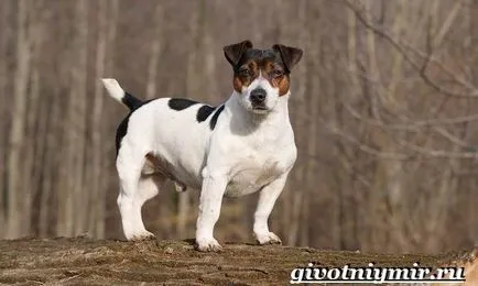 câine Dzhek Rassel Terrier