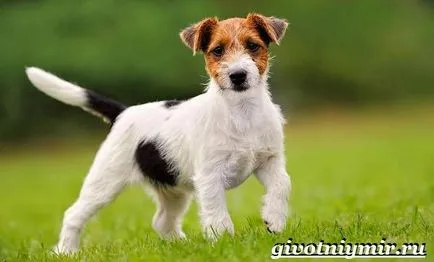 câine Dzhek Rassel Terrier