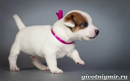 câine Dzhek Rassel Terrier