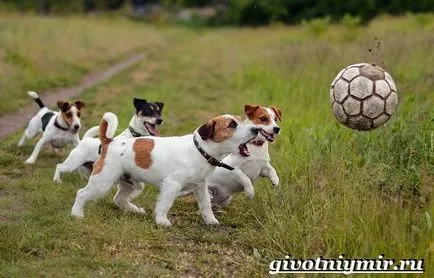 câine Dzhek Rassel Terrier