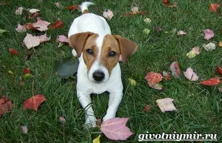 câine Dzhek Rassel Terrier