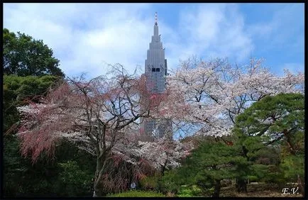 Sufletul Japoniei - Sakura
