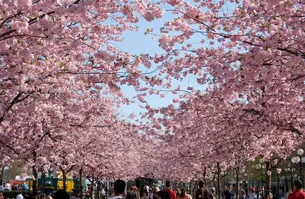 A lélek Japán - Sakura