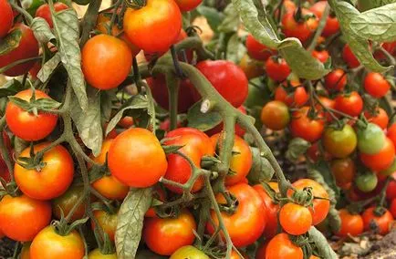 Avantaje și caracteristici de tomate de reproducție Siberian, grabliki