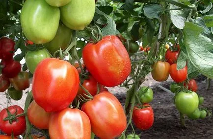 Avantaje și caracteristici de tomate de reproducție Siberian, grabliki