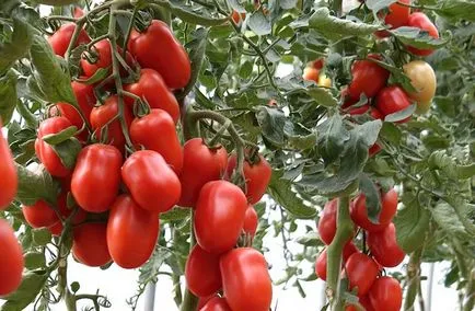 Предимства и функции на сибирски домати разплод, grabliki