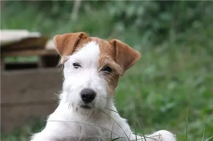 Dzhek Rassel terrier fajta jellemzőit és leírás, a költség és vélemények