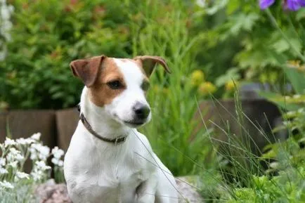 Dzhek Rassel terrier fajta jellemzőit és leírás, a költség és vélemények