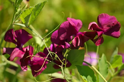 Sweet Pea termesztése magvak, növények és gondozás jellemzői