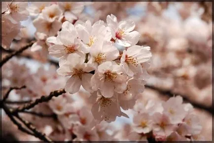 Sufletul Japoniei - Sakura