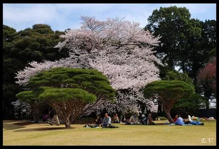 A lélek Japán - Sakura
