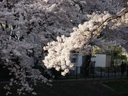 Sufletul Japoniei - Sakura