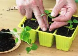 Eschscholzia növekvő magról, ha ültetés, milyen a növény