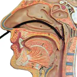 polisinusotomiya endoscopica la Moscova