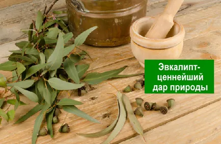 Eucalyptus етерично масло - дар от природата - здравословен дълголетие