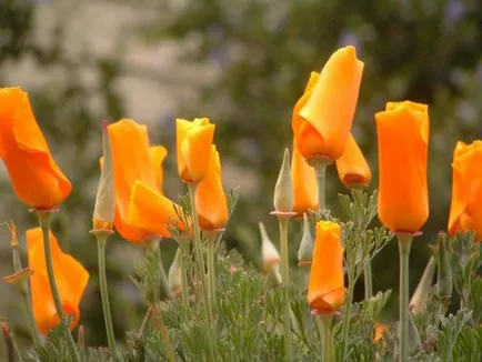 Eschscholzia гледания фото и съвети градинари грижи (2017 г.)